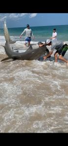 Reel in Shark Fun: Hammerhead Shark